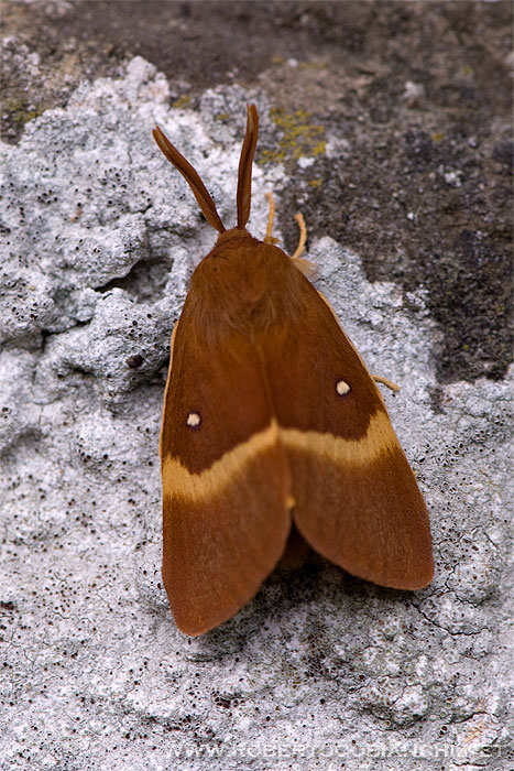 Lasiocampa quercus